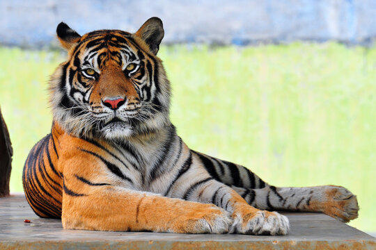 Close-up Portrait Of Tiger Sitting Outdoors