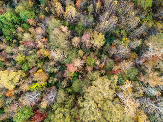 An aerial view of a forest looking straight down in the fall.