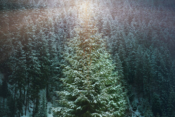 Panoramic view of a winter coniferous forest in the mountains.