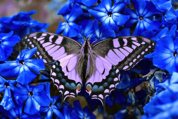 Exotic purple butterfly gathering pollen from the vivid blue flowers in tropics. Beauty in wild nature and animals. Insects backgrounds © serebryannikov