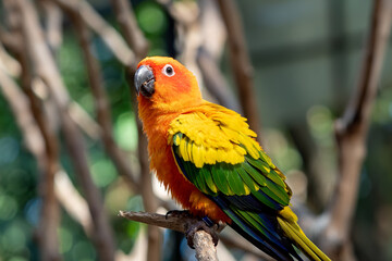Close-up Sun Conure Parrot Perched on Branch Isolated on Background