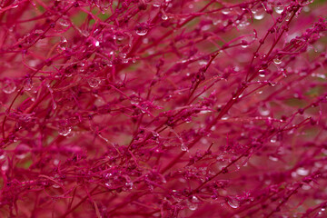 water drops on pink flower