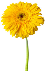 Fleur jaune de gerbera sur fond blanc 