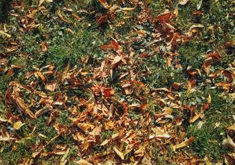 The yellow and orange autumn foliage of chestnuts lies on the ground with green grass. View from above.