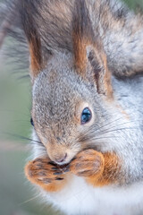 The squirrel with nut sits on a tree in the winter or autumn
