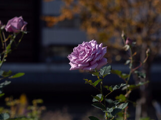 日本の紅葉 Wall Mural Wallpaper Murals Wallsheaven しょこまろん