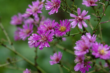 flowers in the garden