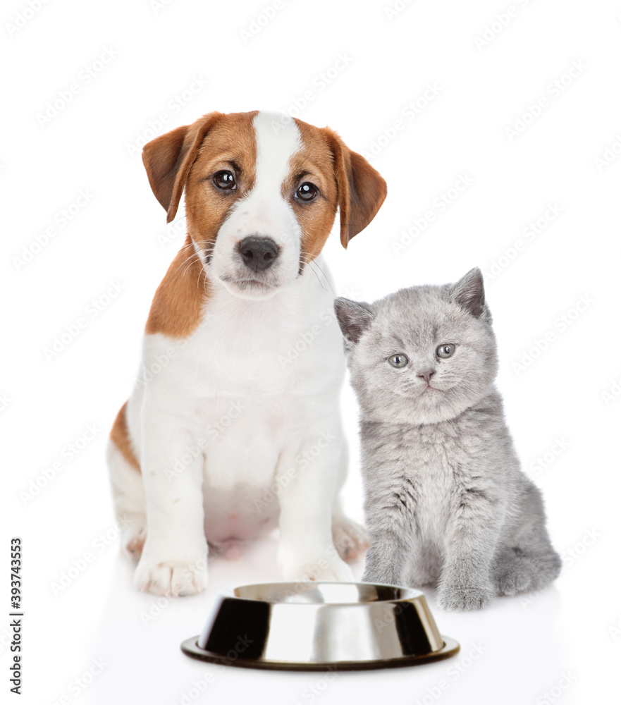 Fototapete puppy and kitten sit in front view and wait a food together. isolated on white background