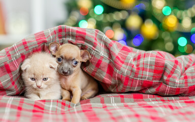 Fototapeta na wymiar Toy terrier puppy and gray kitten sit together under warm blanket on a bed at home with Christmas tree on background. Empty space for text