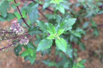 Cinnamon basil (Ocimum basilicum) leaves and flowers, Thai Basil in the garden
