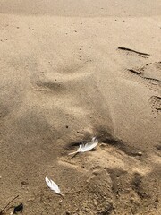 white bird feather on the sand at beach