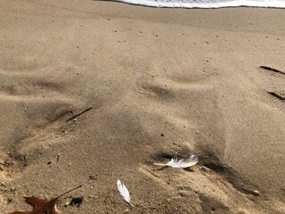 white bird feather on the sand at beach