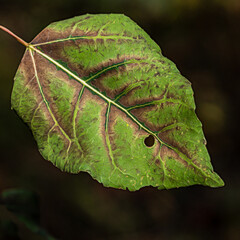 Autumn Oak Leaf