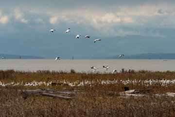 a flock of snow geese ready to land on the edge of the wetland to re-group with the others on an overcast day 
