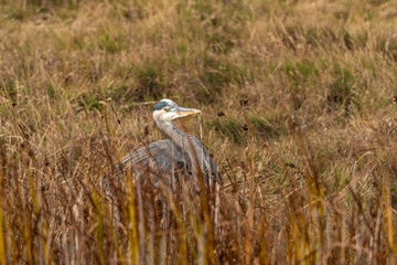one great blue heron hiding behind tall brown grasses in the marshland