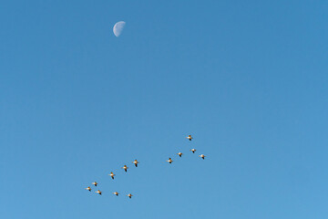 small flock of snow geese flew over the clear blue sky with moon still high above in the morning 