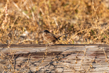 one female sparrow resting on the driftwood on the marshland on a sunny day