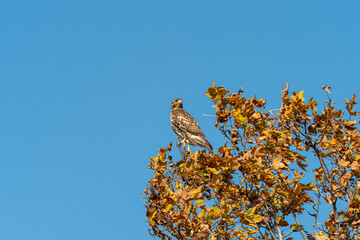 one beautiful hawk resting on the golden leaves covered tree top under clear blue sky on a sunny day