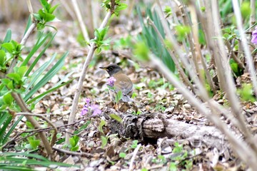 雄のシロハラ 野鳥