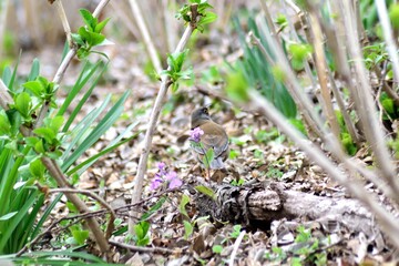 雄のシロハラ 野鳥