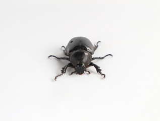 Rhinoceros beetle, Hercules beetle, horn beetle, on white background