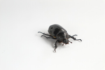 Rhinoceros beetle, Hercules beetle, horn beetle, on white background