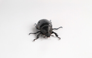 Rhinoceros beetle, Hercules beetle, horn beetle, on white background