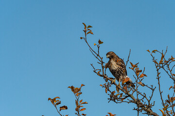 a beautiful hawk on top of the tree branches under the blue sky