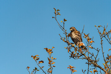 a beautiful hawk on top of the tree branches under the blue sky