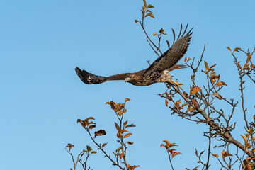 a beautiful hawk with its wings fully open leap out of the tree branch under blue sky