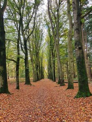 path in autumn park