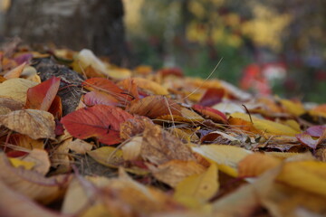 autumn leaves on the ground
