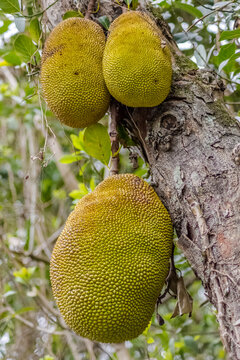Gros jaques sur jaquier, artocarpus heterophyllus