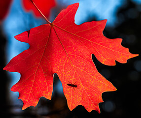 Fototapeta na wymiar autumn maple leaf with bug