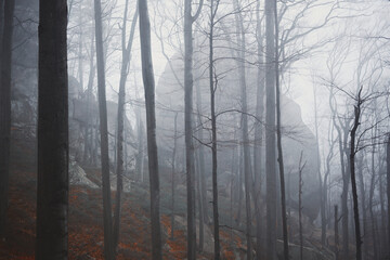 Fototapeta na wymiar Panoramic view of the foggy autumn forest in the mountains.