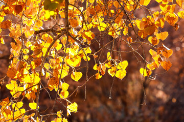 Yellow leaves in sun light