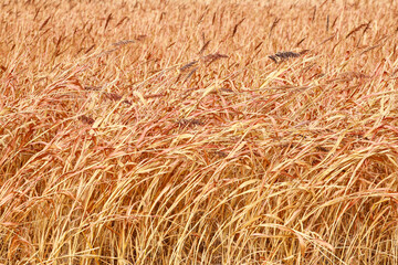 hay plant and field isolated