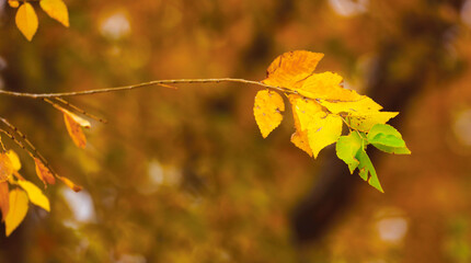 Naklejka na ściany i meble colorful autumn leaves on a tree