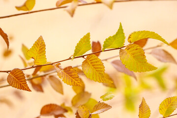 colorful fall leaves on a branch