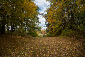 wide angle shot of the beautiful New England fall foliage in a forest