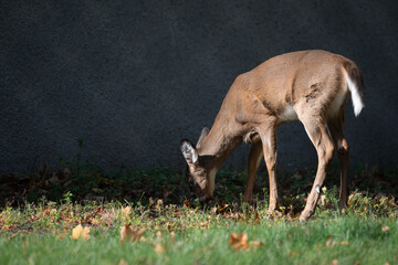 a young deer grazes in the shadow of a wall one sunny fall day