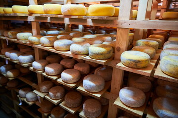 Cheese factory production shelves with aging old cheese