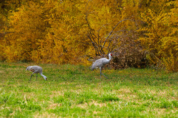 Obraz na płótnie Canvas Sandhill Cranes walking in a grass