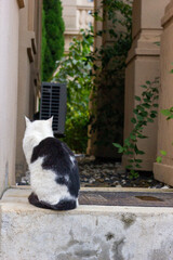 cat on the roof