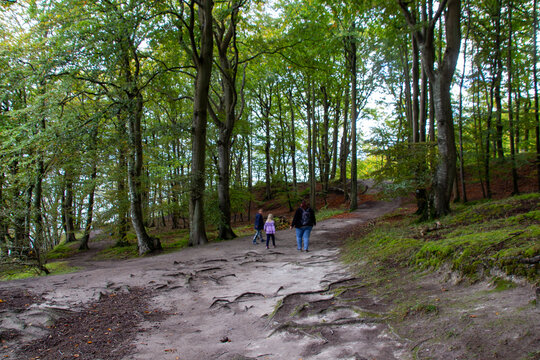 Spaziergang im K&uuml;stenwald auf der Insel R&uuml;gen