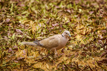 Collared dove surrounded by leaves