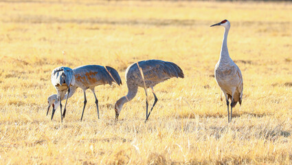 Obraz na płótnie Canvas Cranes walking in hay field
