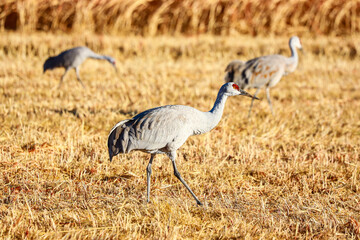 Sandhill Cranes walking through a hay field