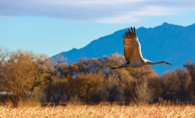 Sandhill Crane flying over a hay field in new mexico © Andrew