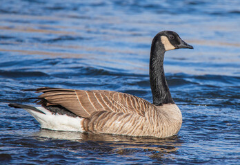 Fototapeta premium country goose branta canadensis